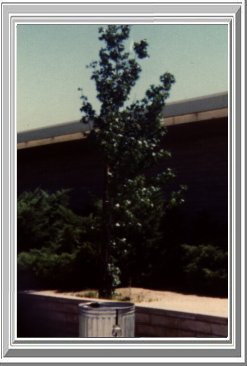 Memory Tree for Jean